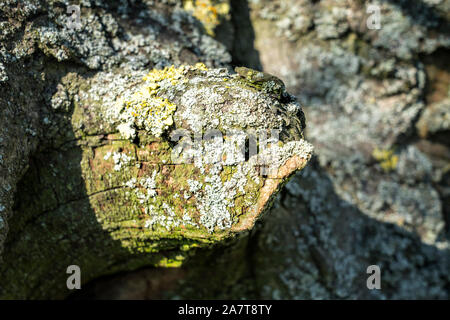 Tree face, looks like an animal, Primeval forest Urwald Sababurg, Hofgeismar, Weser Uplands, Weserbergland, Hesse, Germany Stock Photo