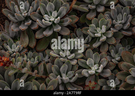 Echeveria leucotricha or chenille succulent plant in the botanical garden. Nature abstract background. Stock Photo