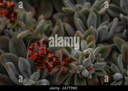 Echeveria leucotricha or chenille succulent plant in the botanical garden. Nature abstract background. Close-up Stock Photo