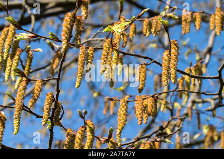 Alder tree, springtime Stock Photo