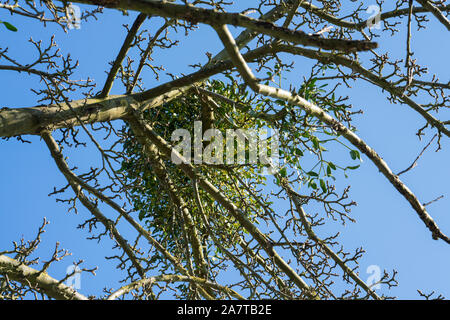 European mistletoe growing on an appletree Stock Photo