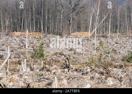 Storm damage after the Cyclone Friederike, 2018, Weser Uplands, Hesse, Germany, Europe Stock Photo