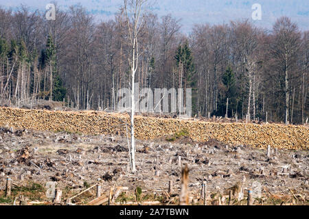 Storm damage after the Cyclone Friederike, 2018, Weser Uplands, Hesse, Germany, Europe Stock Photo