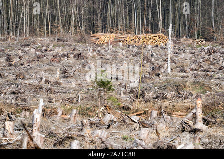 Storm damage after the Cyclone Friederike, 2018, Weser Uplands, Hesse, Germany, Europe Stock Photo