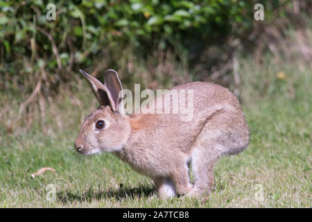 European Rabbit, Oryctolagus cuniculus, wild rabbit running across grass by hedge at field edge, Sussex, UK Stock Photo