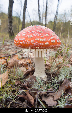 Fly Agaric, Amanita muscaria, toadstool, fungus, in Silver Birch woodland, Sussex, UK, October Stock Photo