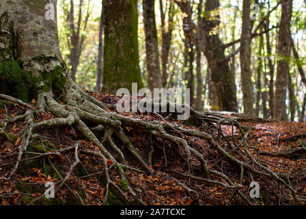 Roots of a centuries old Beech, which stretch out of the friable ground, taken in the woods of Mount Faito Stock Photo