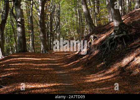 Path in the dense forest of Mount Faito, with Beech trees and fallen leaves, in autumn Stock Photo