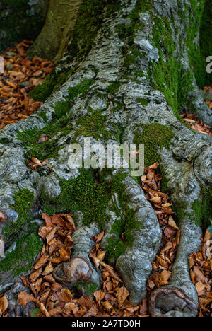 External roots of a centuries old Beech, covered with moss and fallen leaves, taken in autumn on Mount Faito Stock Photo