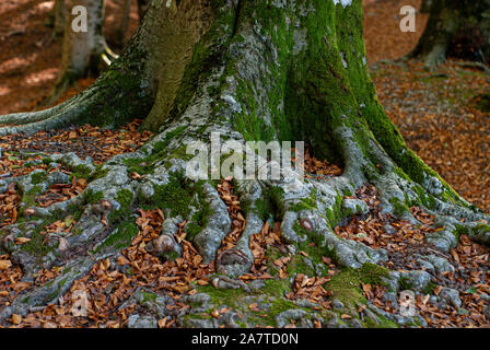 External roots of a Beech, covered with green moss and coppery leaves, taken in autumn on Mount Faito Stock Photo