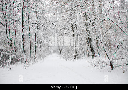 Winter trees covered in white fluffy snow Stock Photo