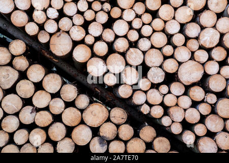 Woodpiles after storm damage after the Cyclone Friederike, 2018, Weser Uplands, Hesse, Germany, Europe Stock Photo