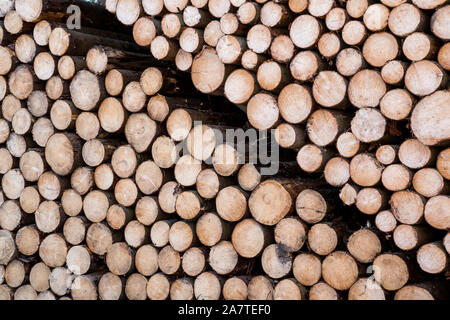 Woodpiles after storm damage after the Cyclone Friederike, 2018, Weser Uplands, Hesse, Germany, Europe Stock Photo