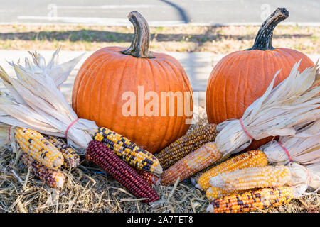 outdoor autumn display of orange pumpkins and indian dried corn bunches on top of hay bales Stock Photo