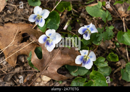 viola bicolor, a white and blue spring flower also called a johnny jump up is peeking through the dried leaves on the forest floor Stock Photo