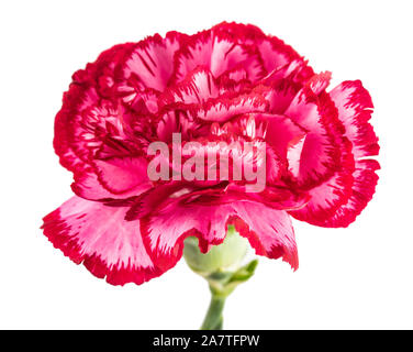 variegated  carnation isolated on white background Stock Photo