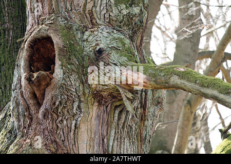 Tree face, looks like an elephant, Primeval forest Urwald Sababurg, Hofgeismar, Weser Uplands, Weserbergland, Hesse, Germany Stock Photo