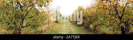 apple orchard panorama image in autumn Stock Photo