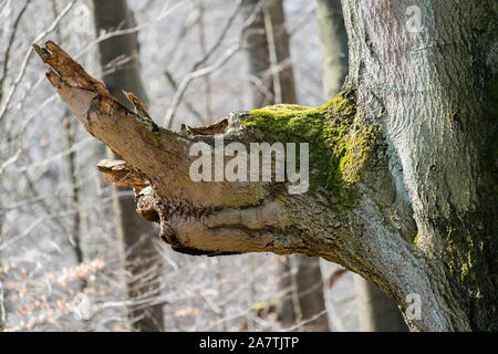 Tree face, looks like an animal, Primeval forest Urwald Sababurg, Hofgeismar, Weser Uplands, Weserbergland, Hesse, Germany Stock Photo