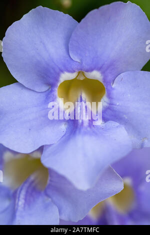 Purple/ blue sky vine flowers in bloom - close up Stock Photo