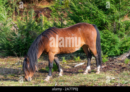 New Forest pony grazing in autumn 2019 in the New Forest National Park, Hampshire, England, UK Stock Photo