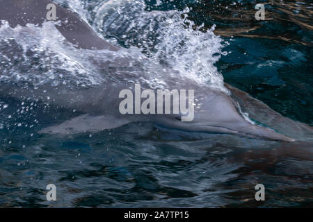 Close up of Indo-pacific humpback dolphins (sousa chinensis) in Musandam, Oman near Khasab in the Fjords jumping in and out of the water by Dhow Boats Stock Photo