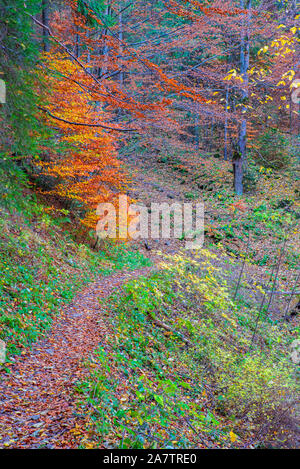 Autumn path scene in mountain forest, october trees Stock Photo