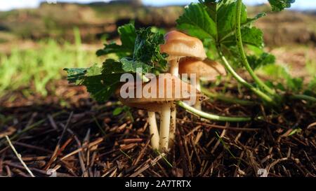 Marasmius oreades. Scotch bonnet. Fairy ring mushroom Stock Photo