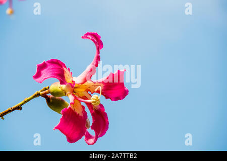 Pink flowers of the silk floss tree Ceiba speciosa, formerly Chorisia speciosa. Stock Photo