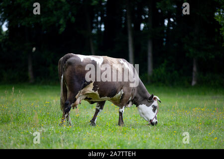 cow in a clearing in the Polish countryside Stock Photo