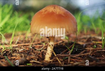 Marasmius oreades. Scotch bonnet. Fairy ring mushroom Stock Photo