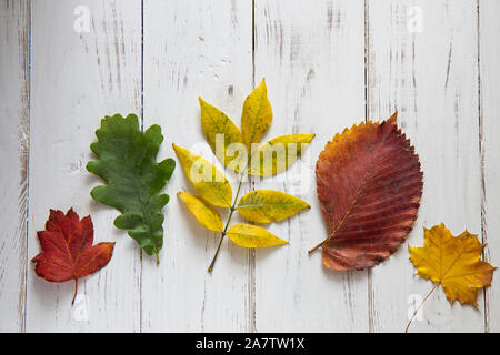 Colorful autumn leaves lie on a white background. View from above. Stock Photo