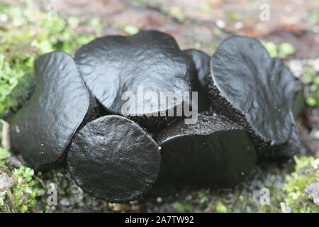 Bulgaria inquinans,  known as black bulgar and Black Jelly Drops, wild fungus growing on oak in Finland Stock Photo