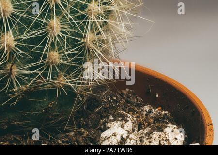 Dramatic vintage macro close-up of small indoor cactus with soft needles in the pot, with dramatic shadows on white background Stock Photo