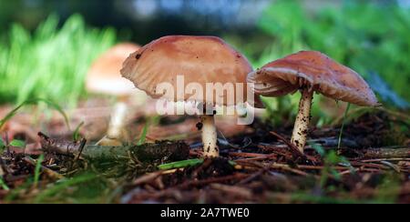 Marasmius oreades. Scotch bonnet. Fairy ring mushroom Stock Photo