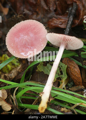 Mycena rosea, known as the rosy bonnet, wild mushroom from Finland Stock Photo