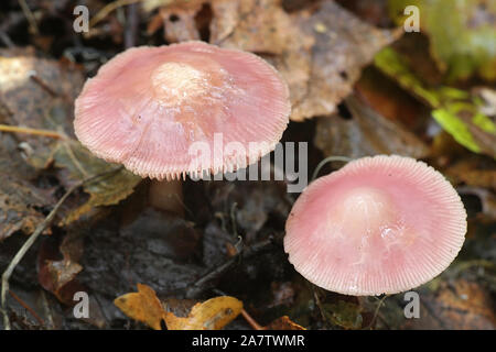 Mycena rosea, known as the rosy bonnet, wild mushroom from Finland Stock Photo