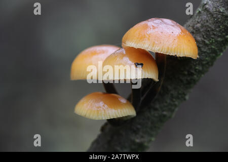 Flammulina velutipes, known as enokitake, futu, seafood mushroom, winter mushroom, winter fungus, velvet foot, velvet stem, velvet shank, growing wild Stock Photo