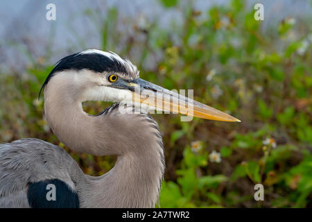 Great blue heron close up side view Stock Photo