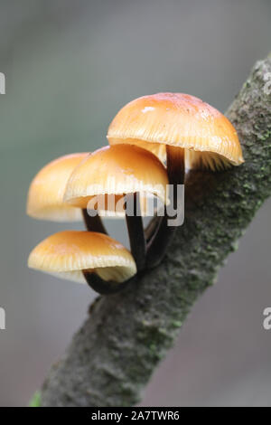 Flammulina velutipes, known as enokitake, futu, seafood mushroom, winter mushroom, winter fungus, velvet foot, velvet stem, velvet shank, growing wild Stock Photo