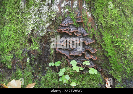 Hymenochaete rubiginosa, known as Oak Curtain Crust, wild fungus from Finland Stock Photo