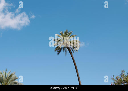 A date palm ( Phoenix dactylifera) on a sunny day, Seville, Spain Stock Photo