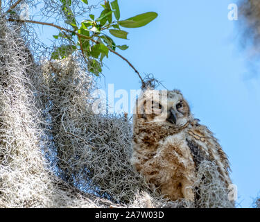 Baby great horned owl perched on a branch - Florida