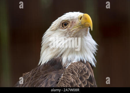 majestic pose of a bald eagle Stock Photo