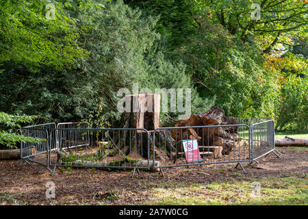 Betula ermanii x pubescens. Felled White Birch tree at Westonbirt arborteum, Gloucestershire, England Stock Photo