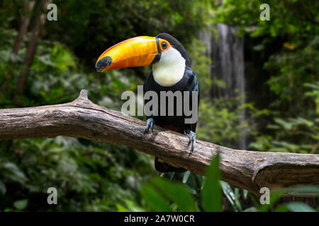 Toco toucan / common toucan / giant toucan (Ramphastos toco) perched in tree, native to South America Stock Photo