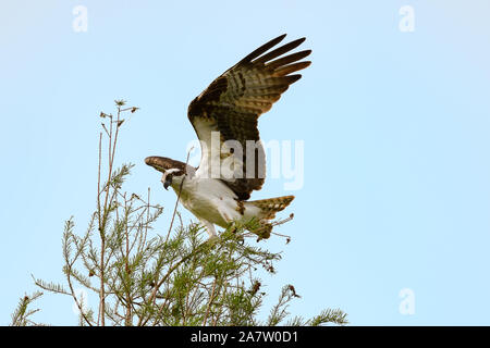 Osprey with wings spread landing on a tree branch Stock Photo