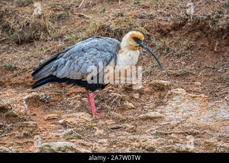 Black-faced ibis (Theristicus melanopis / Tantalus melanopis) native to  South America Stock Photo