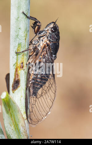Tettigettalna argentata small sized deep dark brown cicada perched on a fennel branch natural light
