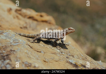 Lizard basking under the sun in Georgian mountains Stock Photo